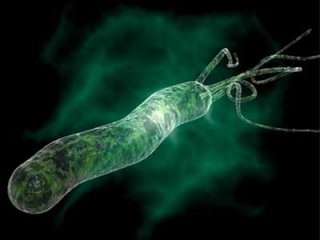 Хеликобактер пилори — причина проблем с желудком