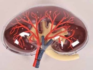 6 эффективных рецептов при гидронефрозе почки