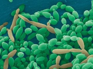 Борьба с кандидой при помощи народных средств