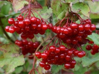 Народные средства против реактивного панкреатита