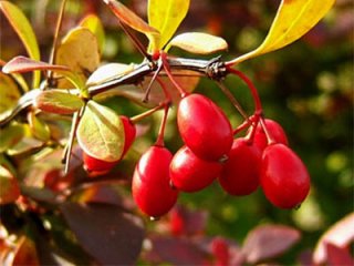 Народные средства против эндометриоза кишечника