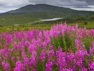 Толстый кишечник и его лечение народными средствами