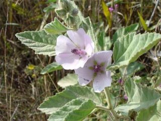 Список рецептов народной медицины для лечения тонкого кишечника