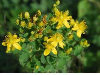 У вас эрозивный гастродуоденит? Народная медицина придет на помощь