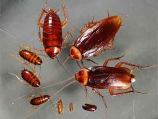 Уничтожение тараканов народными средствами