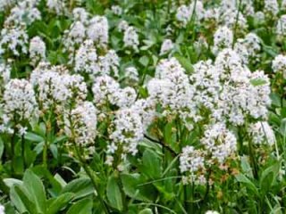 Постхолецистэктомический синдром и его лечение народными средствами