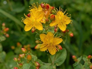 Восстанавливаем баланс в кишечнике. Народные средства от дисбактериоза