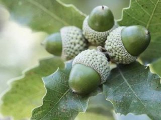 Какие народные средства помогут при лечении грыжи живота