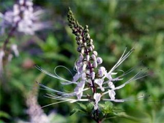 Народные рецепты и советы при гидрокаликозе почек