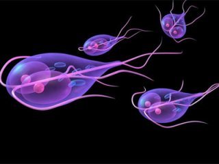 Лямблии в организме заселились? Народные средства помогут