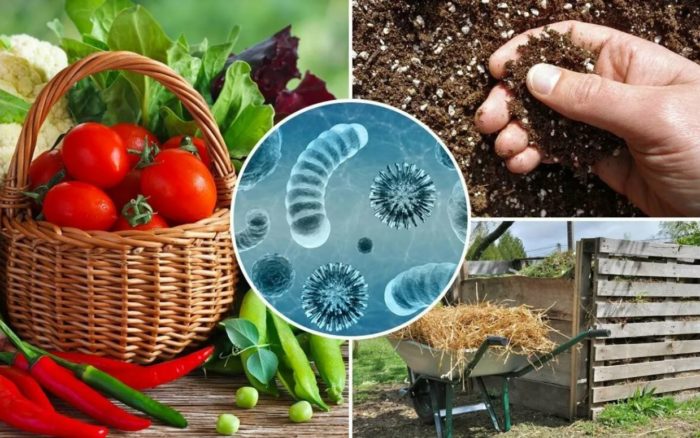 народные средства для сада